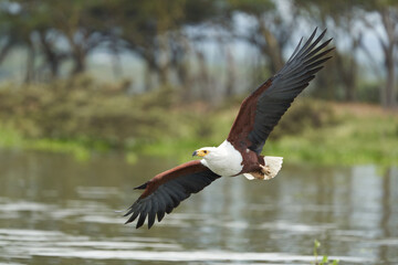 African Fish Sea Eagle Catching Fish Lake Hunting Haliaeetus vocifer