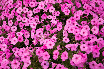 spring petunias blooming in a landscaped yard