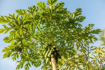 Growing papaya (papaw or pawpaw) tree with flowers and young fruit. Bali, Indonesia. Carica papaya plant.