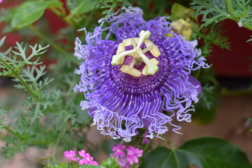 purple and yellow flowers