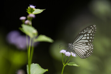 butterfly on a flower