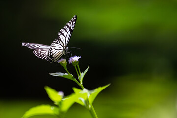 butterfly on a flower