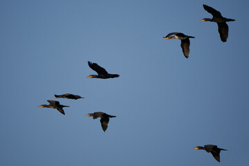  Great cormorant Phalacrocorax carbo black shag large Portrait group in flight