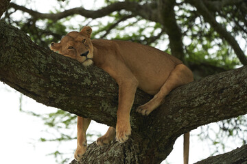 Lioness tree climbing Serengeti - Lion Safari Portrait