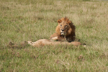 Lion and Lioness Kenya Safari Savanna Mating