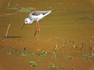 Bird in muddy water