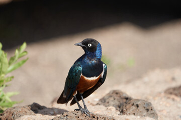 Superb starling Lamprotornis superbus formerly known as Spreo superbus Kenya Tanzania