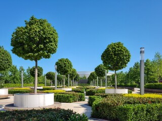 maple alley in the Park of the Galician Krasnodar