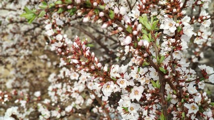 background of many white spring flowers of the Apple tree