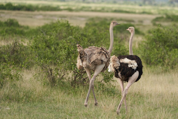 Common ostrich Struthio camelus Africa Kenya Savanna Couple