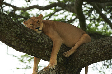 Lioness tree climbing Serengeti - Lion Safari Portrait