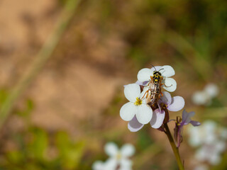 A yellow jacket wasp on white garlic mushroom flower in dana biosphere reserve in Jordan