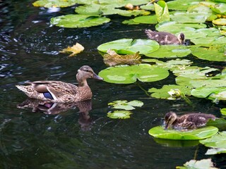 Ducklings swim in the pond covered with lily pods