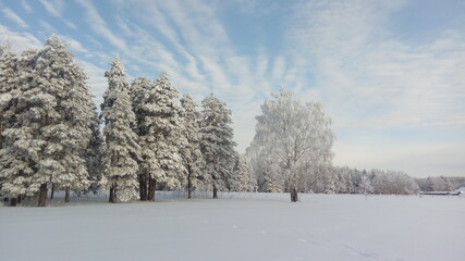 snow covered trees
