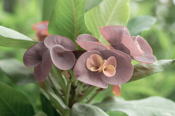 Purple Poi Sian flowers blooming in the garden on the morning, euphorbia milii flowers, Crown of thorns flower, Euphorbia milli Desmoul natural background.