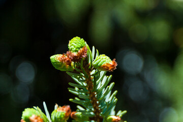 green spruce branch on the black-green background © JOWISZ51