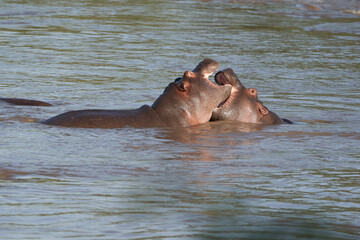 Hippo Hippopotamus amphibious Africa Safari Portrait Water
