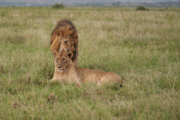 Lion and Lioness Kenya Safari Savanna Mating