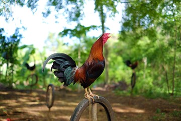 Rooster on the farm. The cry of a fighting cock. Roll call. Bright color. Chicken. Crowing rooster. © Фил джонс