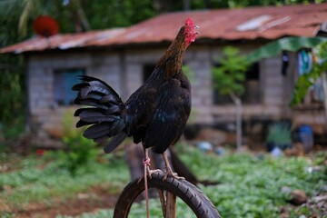 Rooster on the farm. The cry of a fighting cock. Roll call. Bright color. Chicken. Crowing rooster. © Фил джонс