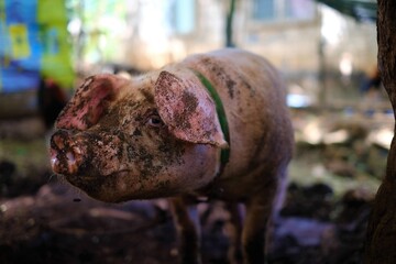 Pig. Life on the farm. Animal for food. Loves the dirt. Milk pig. Pink skin color. Piglet. Pork. Meat for frying.