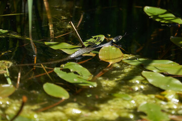 Gras Snake in Lake Natrix Natrix Portrait