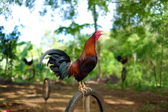 Rooster on the farm. The cry of a fighting cock. Roll call. Bright color. Chicken. Crowing rooster.