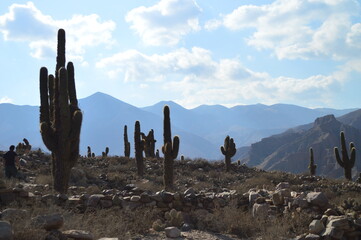 CACTUSES LANDSCAPE