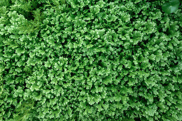 Green leaf fern. foliage green texture background.