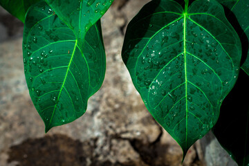 texture and wallpaper Green leaves