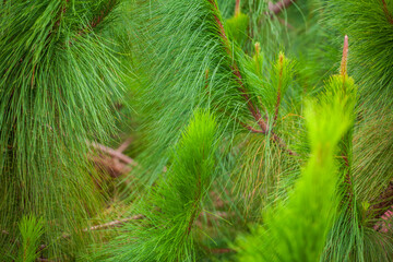 texture and wallpaper Green leaves