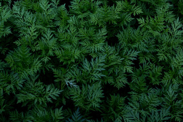 texture and wallpaper Green leaves