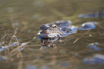 Water frog Pelophylax and Bufo Bufo in mountain lake with beautiful reflection of eyes Spring Mating
