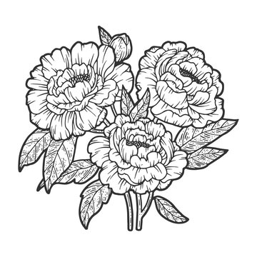 peony flower sketch engraving vector illustration. T-shirt apparel print design. Scratch board imitation. Black and white hand drawn image.