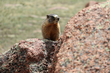 Close up of a Marmot on the rocks