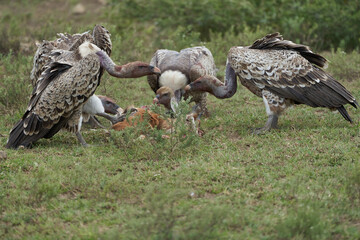 White backed vulture group Gyps africanus eating carrion impala Old World vulture family Accipitridae