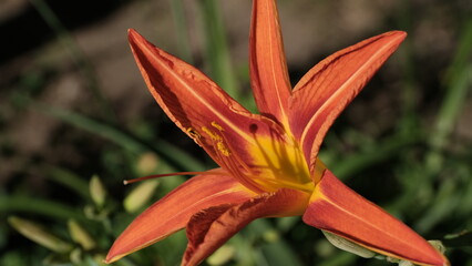 
Lilies in a city park