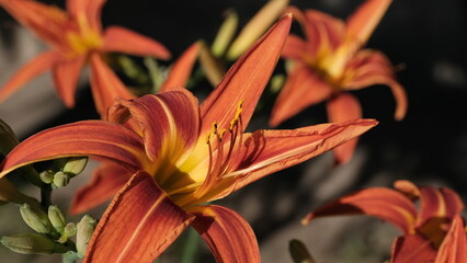 
Lilies in a city park