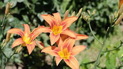 
Lilies in a city park