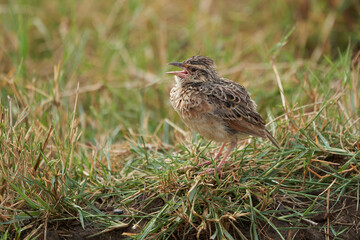 Rufous naped lark Mirafra africana bush lark Afrotropics