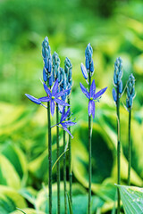 spring garden with season plants
