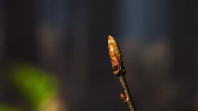 time lapse of a bud of a young tree germinating