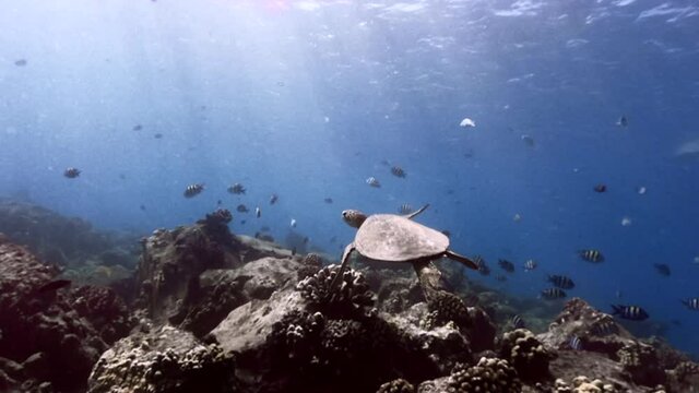 Turtle swimming along side fishes in clear blue ocean of Hawaii.