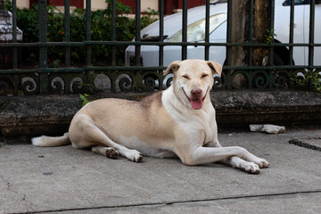 Portrait of a smiling happy dog, sitting at the streets of the city. Short-haired dog. White, cream, light brown color. Yangon - Rangoon, Myanmar, south east Asia