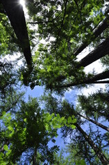 Fototapeta premium Pine tree forest in spring.