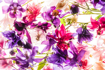 aquilegia flowers on the white background