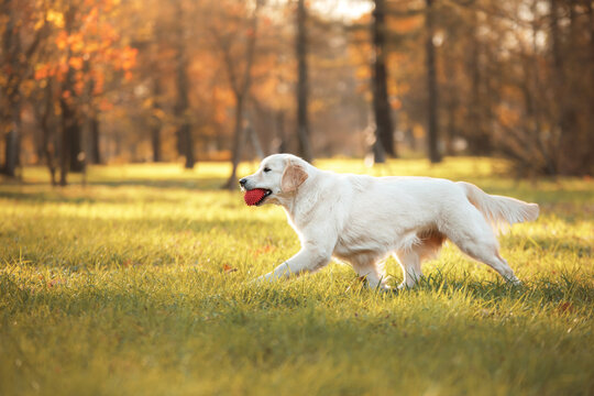 Golden retriever in autumn in the leaves. dog on the nature in the fall.