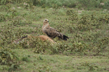  Tawny eagle with carrion eating impala Aquila rapax bird of prey