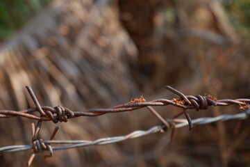 Red ants climb the barb wire