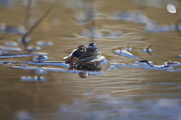 Water frog Pelophylax and Bufo Bufo in mountain lake with beautiful reflection of eyes Spring Mating